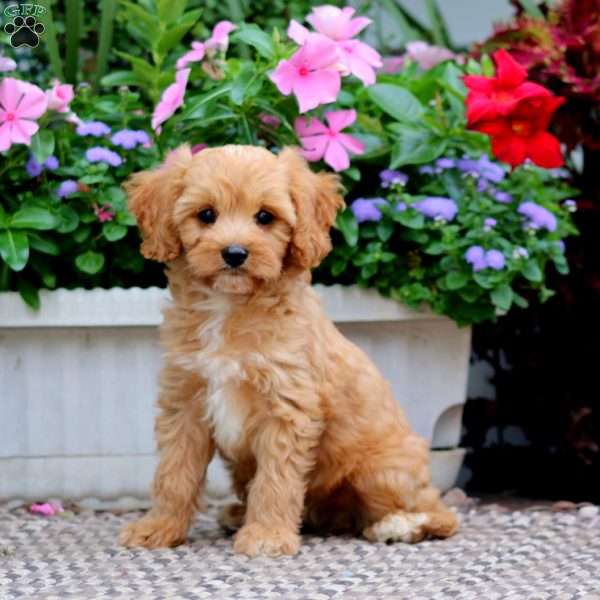 Reddy, Cavapoo Puppy