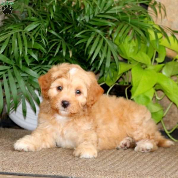 Reece, Mini Labradoodle Puppy