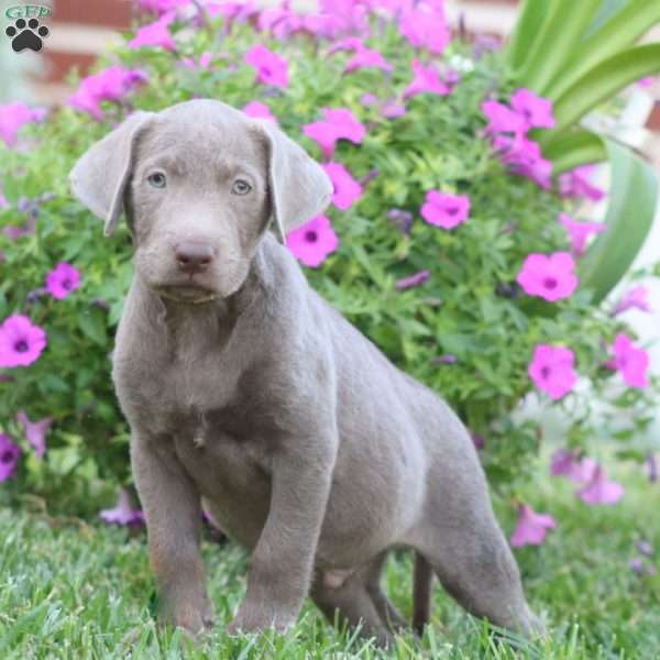 Reece, Silver Labrador Retriever Puppy