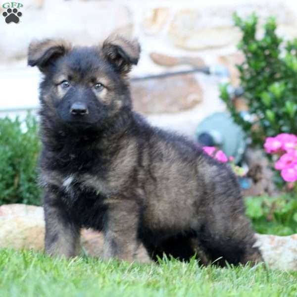 Reece, German Shepherd Puppy