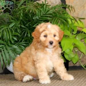 Reece, Mini Labradoodle Puppy