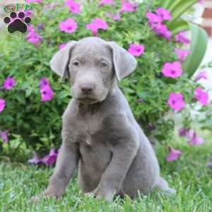Reece, Silver Labrador Retriever Puppy