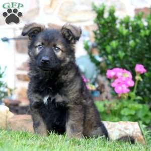 Reece, German Shepherd Puppy