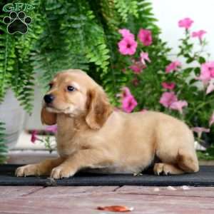 Reece, Miniature Golden Retriever Puppy