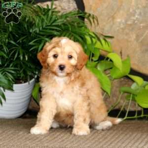 Reece, Mini Labradoodle Puppy