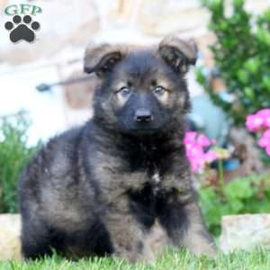 Reece, German Shepherd Puppy