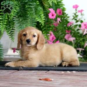 Reece, Miniature Golden Retriever Puppy