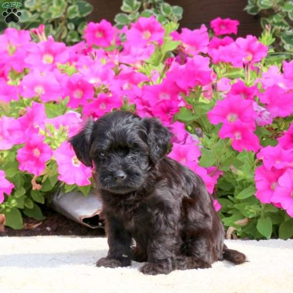 Reese, Havapoo Puppy
