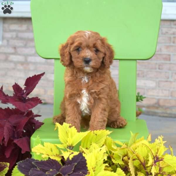 Reese, Cavapoo Puppy
