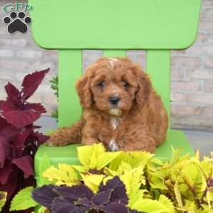 Reese, Cavapoo Puppy
