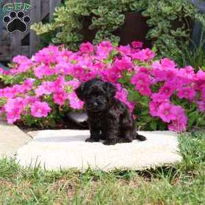 Reese, Havapoo Puppy