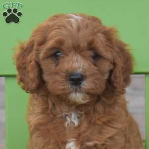 Reese, Cavapoo Puppy