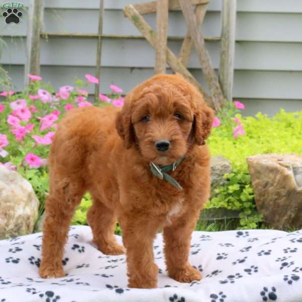 Reeses, Goldendoodle Puppy