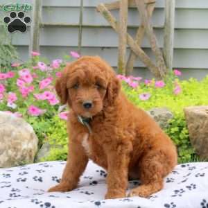 Reeses, Goldendoodle Puppy