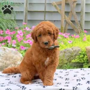 Reeses, Goldendoodle Puppy