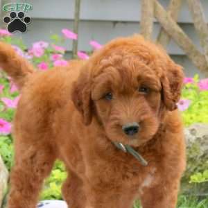 Reeses, Goldendoodle Puppy