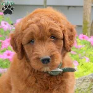 Reeses, Goldendoodle Puppy