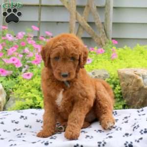 Reeses, Goldendoodle Puppy
