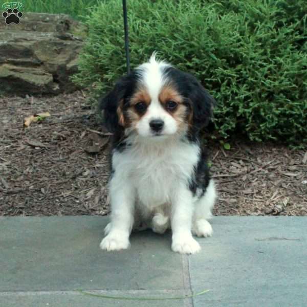 Remi, Cavalier King Charles Mix Puppy