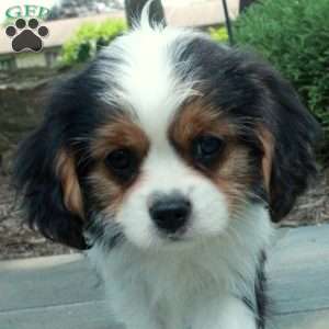 Remi, Cavalier King Charles Mix Puppy