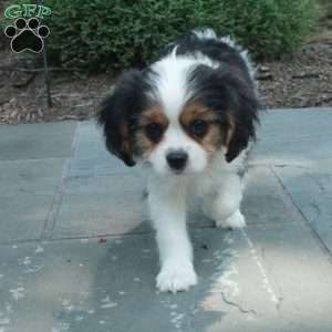Remi, Cavalier King Charles Mix Puppy