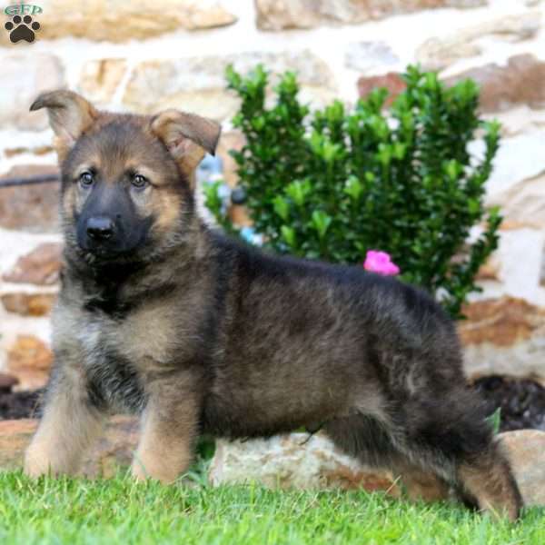 Remi, German Shepherd Puppy