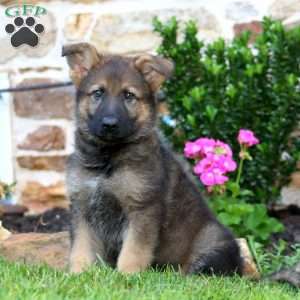 Remi, German Shepherd Puppy