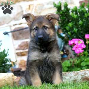 Remi, German Shepherd Puppy