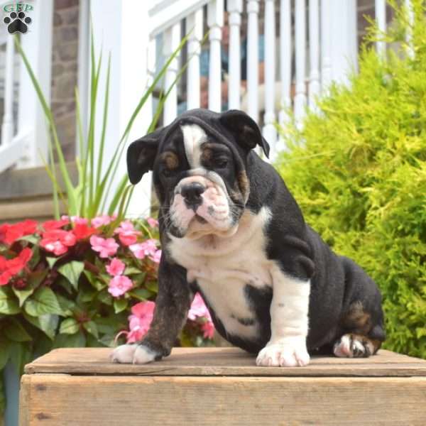 Renna, English Bulldog Puppy
