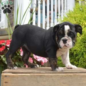 Renna, English Bulldog Puppy