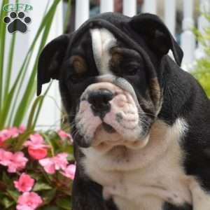 Renna, English Bulldog Puppy