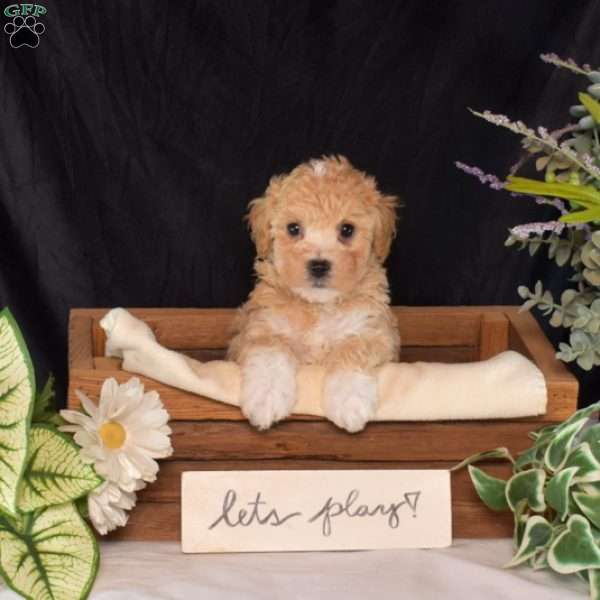 Rex, Bich-Poo Puppy