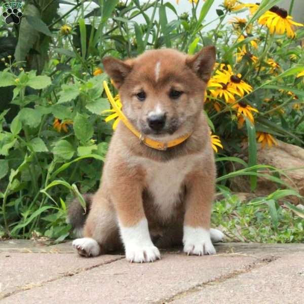 Rex, Shiba Inu Puppy