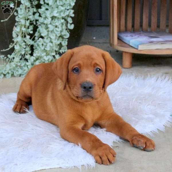 Rex, Fox Red Labrador Retriever Puppy