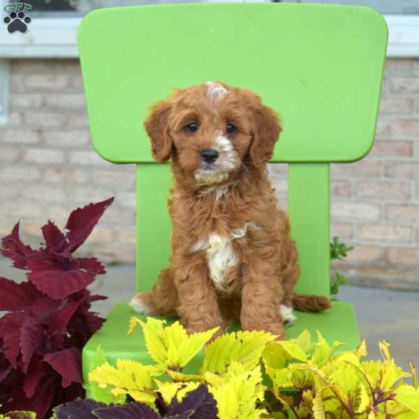 Rex, Cavapoo Puppy