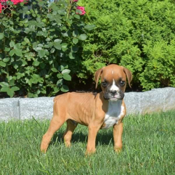 Rex, Boxer Puppy