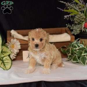 Rex, Bich-Poo Puppy