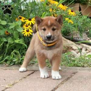 Rex, Shiba Inu Puppy