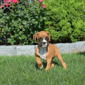Rex, Boxer Puppy
