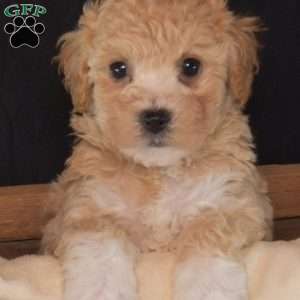 Rex, Bich-Poo Puppy