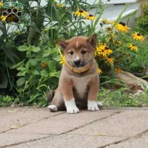 Rex, Shiba Inu Puppy