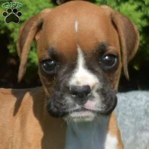 Rex, Boxer Puppy