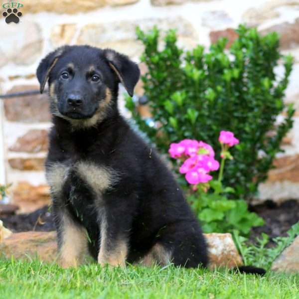 Rex, German Shepherd Puppy