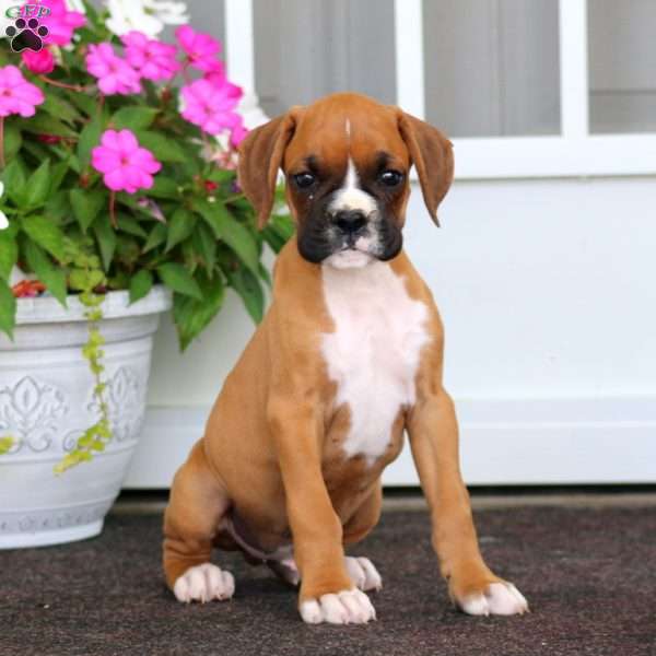 Rex, Boxer Puppy