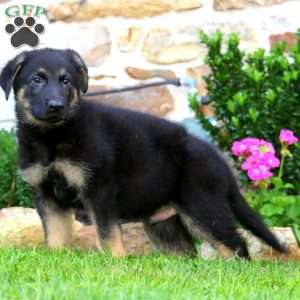 Rex, German Shepherd Puppy