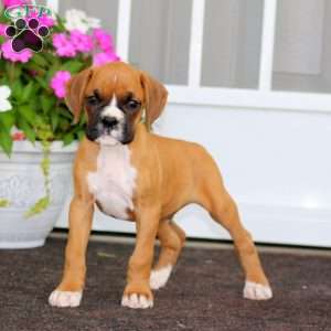 Rex, Boxer Puppy