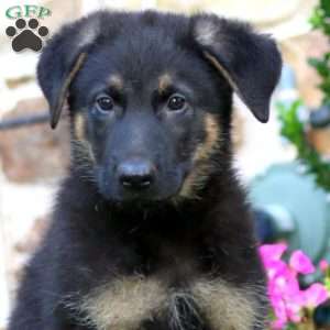 Rex, German Shepherd Puppy