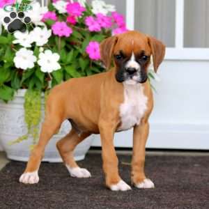 Rex, Boxer Puppy