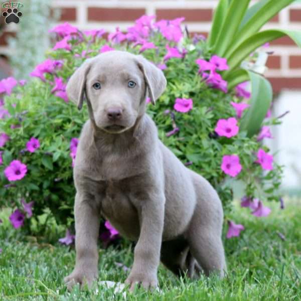 Rianna, Silver Labrador Retriever Puppy