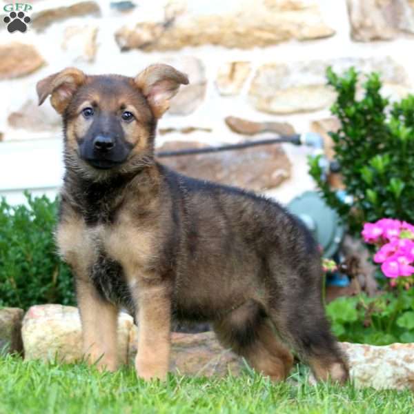 Rianna, German Shepherd Puppy